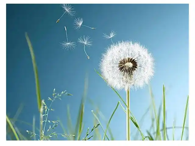 寓意新生与希望的花