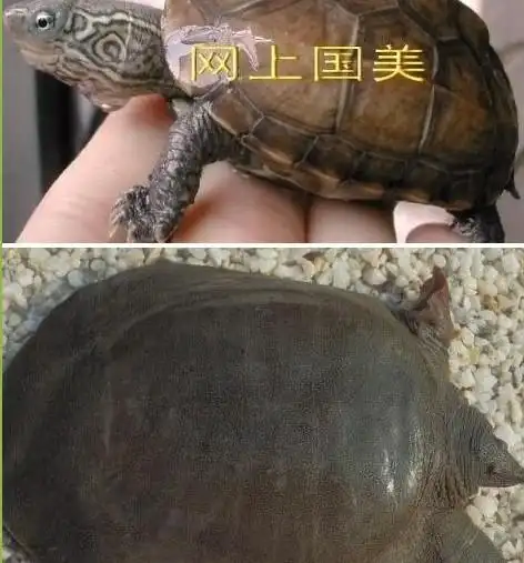 无花纹,较软,头尖,有牙齿,颈部可以伸的很长,有旱龟水龟和两惜