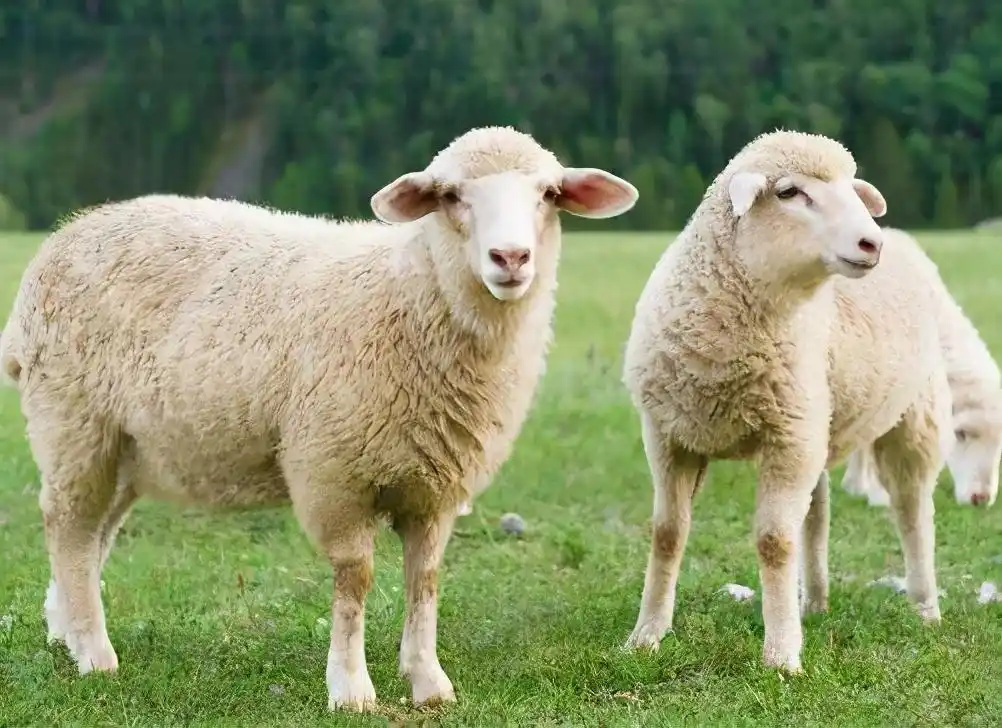 科学家发现公绵羊长寿秘密,为何人类明明可以模仿,却没人推行?