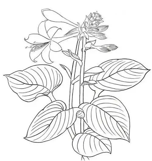 白描玉簪花的绘画步骤(3)