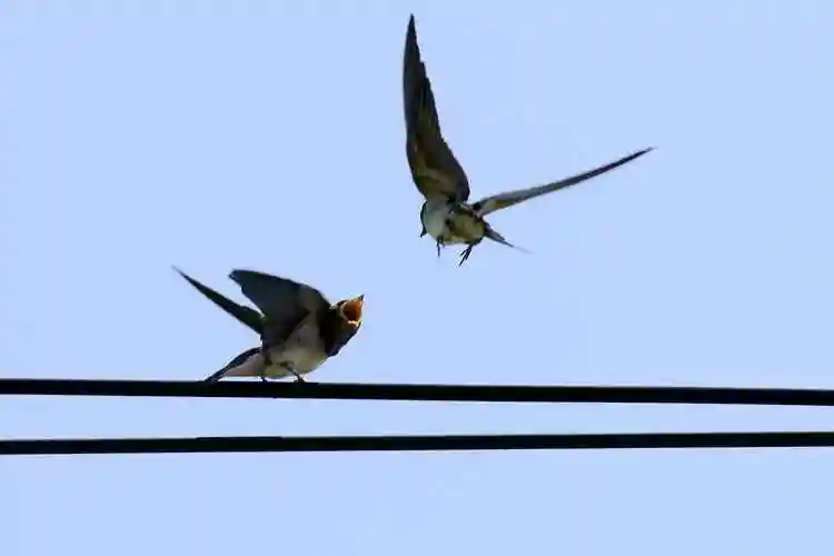 燕子南飞过冬是误区?所谓"南方",其实需要横跨半个地球_科学家们_南非