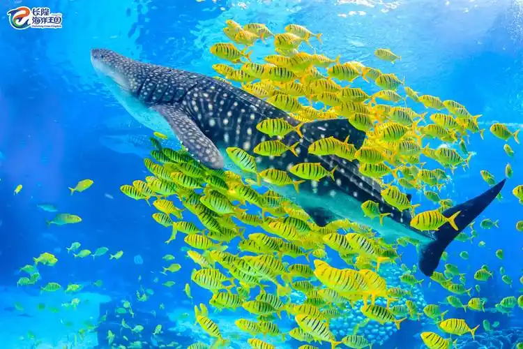 (被鱼群环绕的大鱼 图片摄于珠海长隆海洋王国)