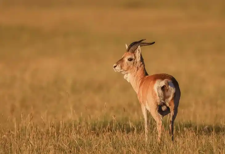 黄羊每年都要偷渡到中国今年特别多不来中国它们会灭绝