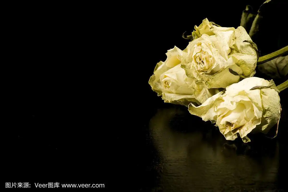 枯萎的白玫瑰孤立在黑色背景上