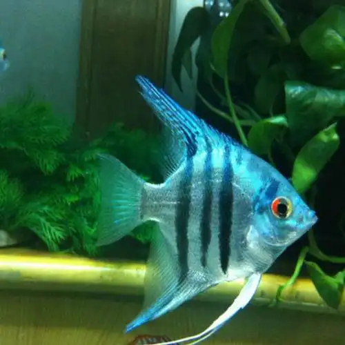 七彩神仙鱼热带观赏鱼红头三色野生埃及蓝魔鬼秘鲁燕鱼活体包邮