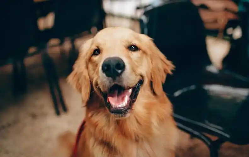 微笑犬是什么狗,带笑脸的狗狗是啥品种