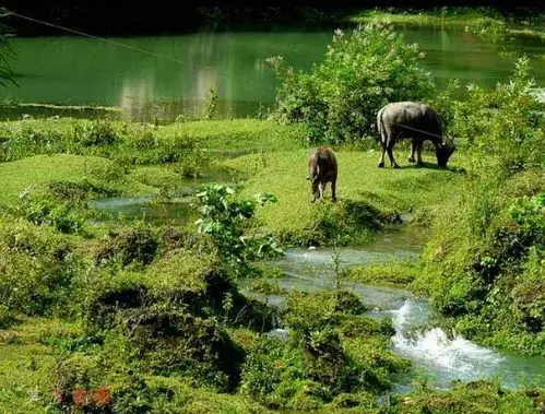 小溪边有两只小动物在饮水.