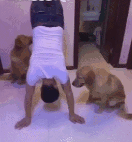 男主人被罚倒立了,狗狗故意在一旁偷笑,还不停的捣乱挠他!