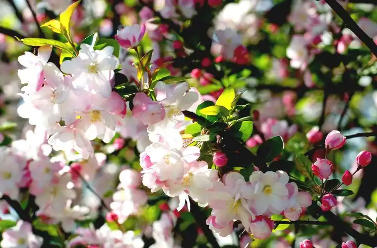 一树海棠炫春天