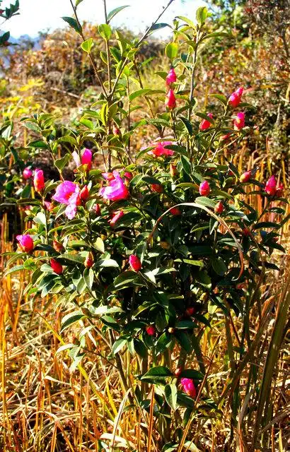 山岭上那片盛开的野山茶花