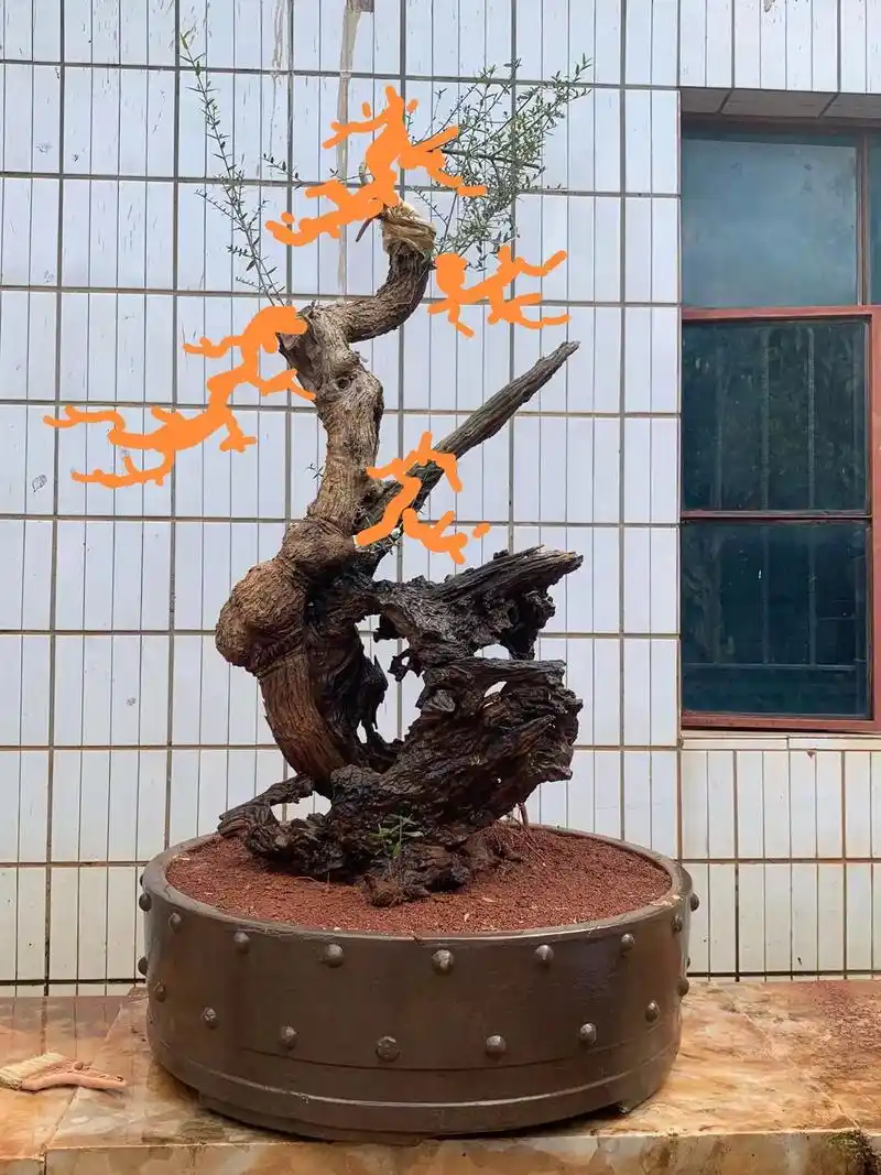 盆景素材 #鬼柳盆景  - 抖音