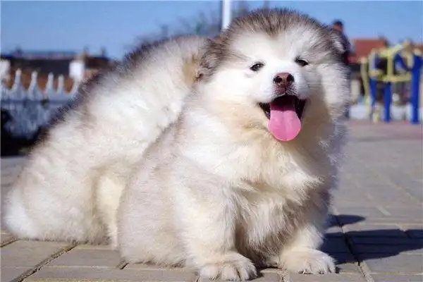 世界十大最聪明的狗狗边境牧羊犬智商第一拉布拉多也上榜