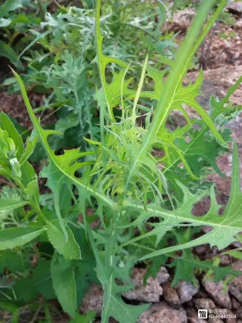 翅果菊别名苦莴笋形态与功能