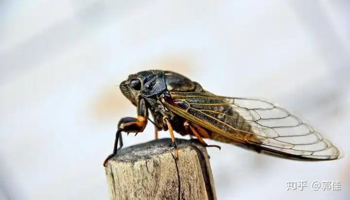 知了. 高蝉多远韵,茂树有余音.