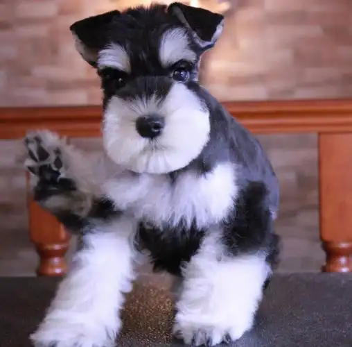 就算再喜欢"小型犬",也不要碰这5种狗,养得越久越心累 - 知乎