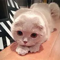 萌宠苏格兰折耳猫头像