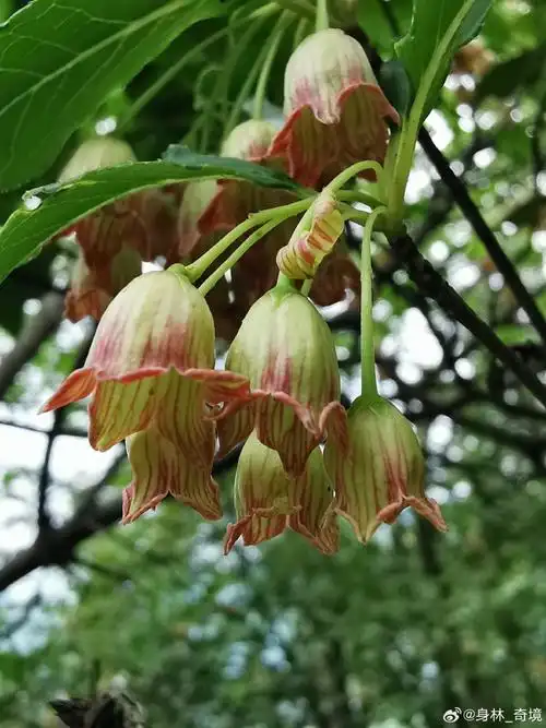【灯笼树】系杜鹃花科吊钟花属植物,野生品种分部在海拔约1500～2800m