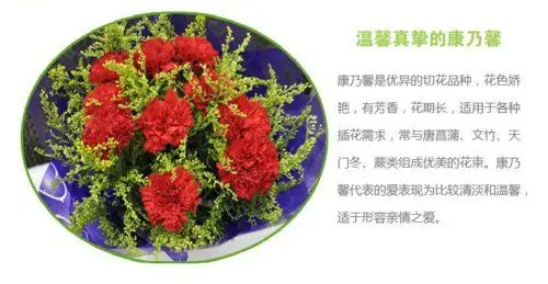 康乃馨花语(母亲节)