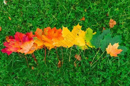 红黄绿背景图片