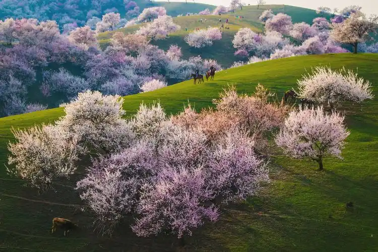 伊犁杏花沟