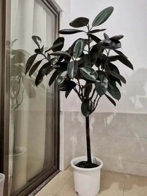 橡皮树黑金刚高1516米