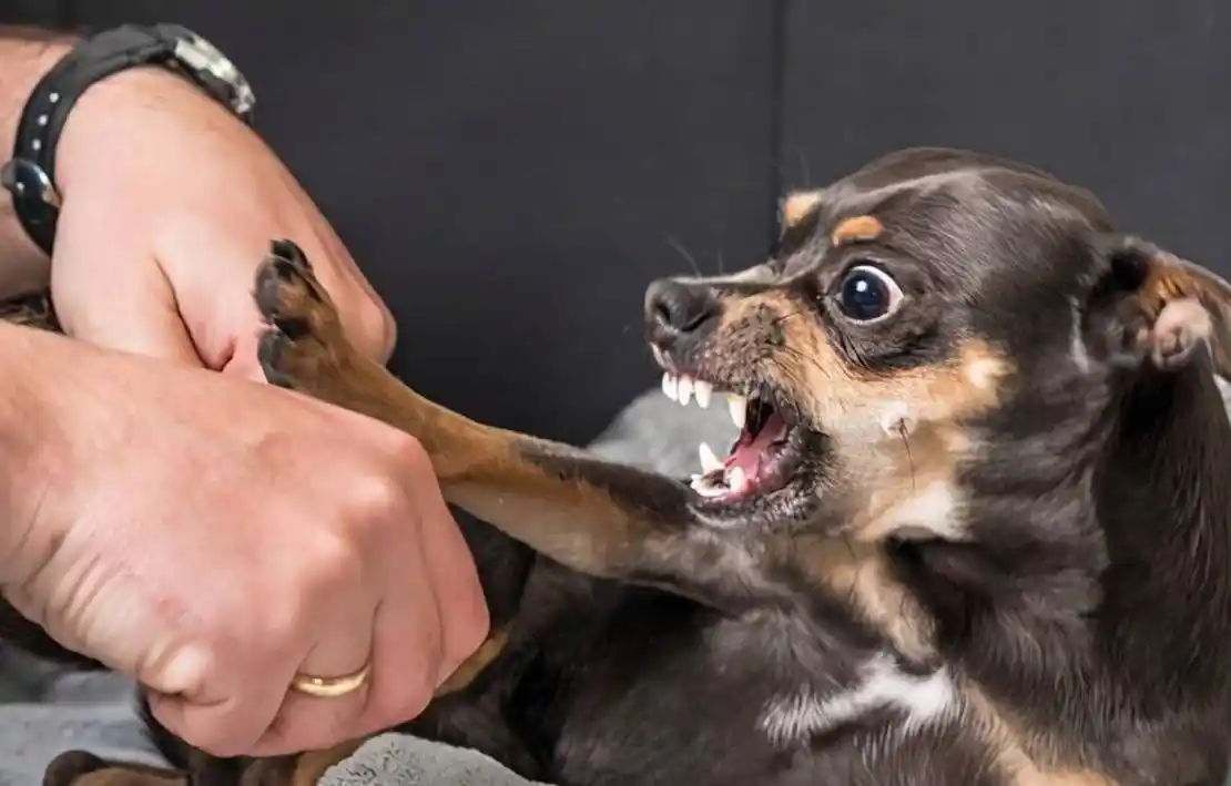 吉娃娃若是有这几种行为,说明不把你当主人了,再不管教就晚了_狗狗