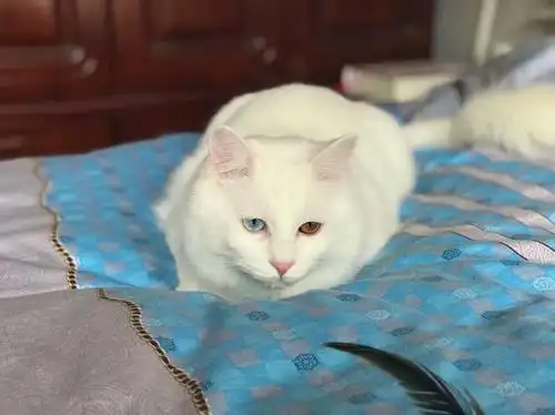 蓝黄鸳鸯眼白猫找新家