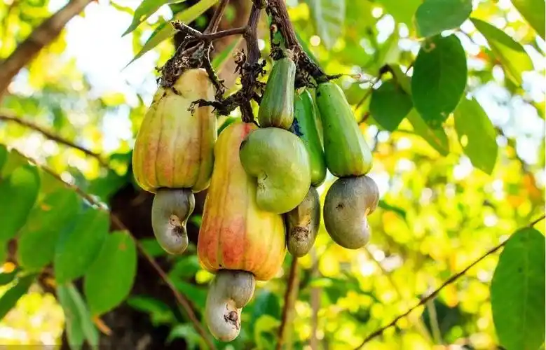 腰果是啥树上结的果实?