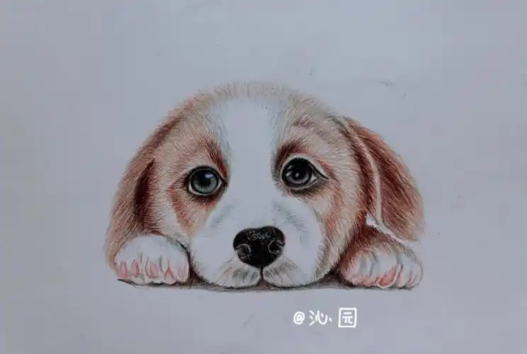 彩铅小金毛临摹及过程图