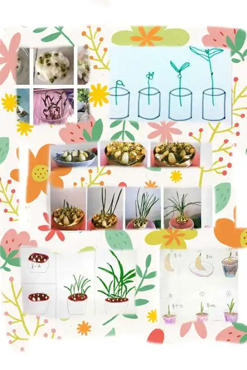 春日到,发芽忙——新城子中心小学 一年级