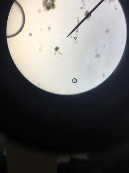 这是金银花    腺毛