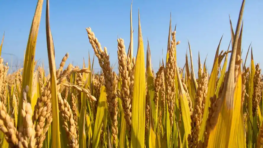 金色成熟稻田图片 - 第4张