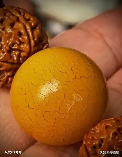 象牙果是什么东西 象牙果盘玩后效果图-诚智百科网