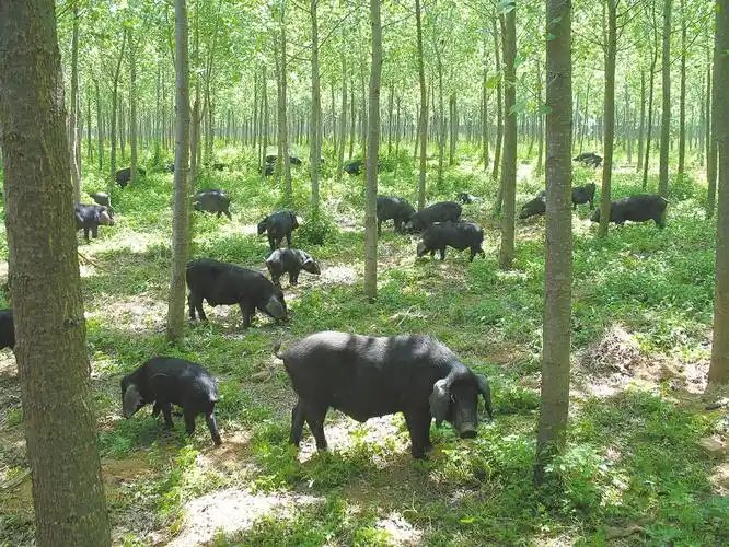 猪,那可是历史悠久了,有"流不尽的汶河水,赶不尽的莱芜猪"的民谣为证