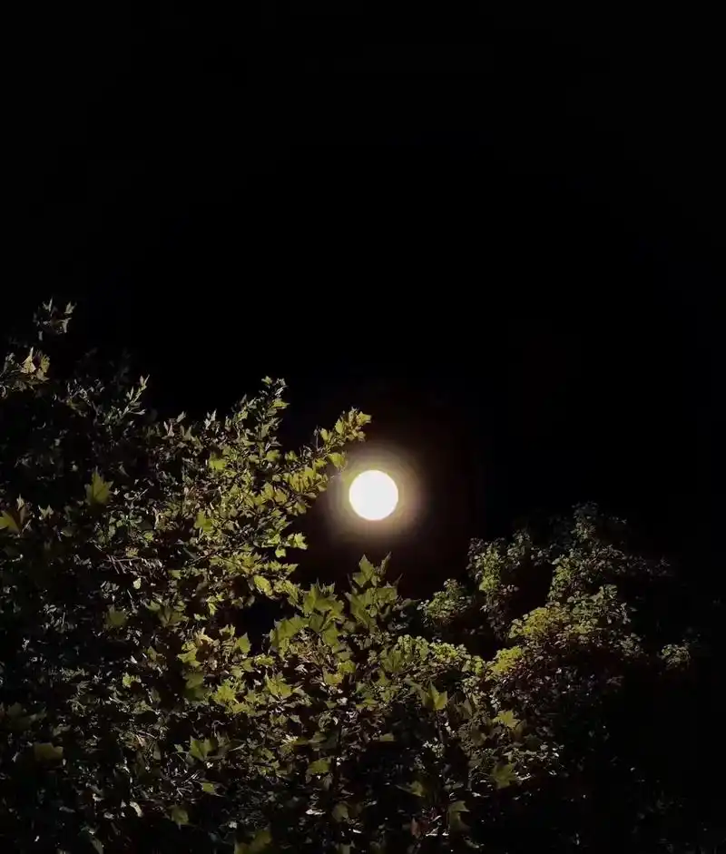 八月十五中秋节的晚上,我会对着月亮许愿,希望我在意的和在意我 - 抖