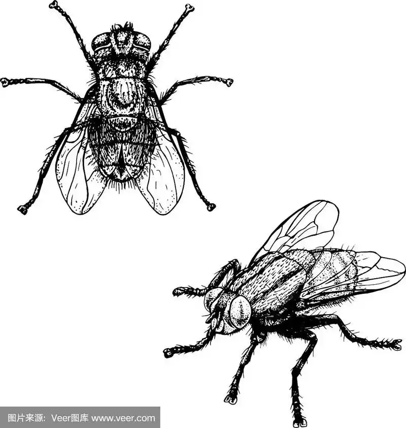 手绘苍蝇素描