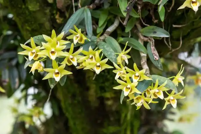 也因此而诞生了"九大仙草",而居于首位的当属——铁皮