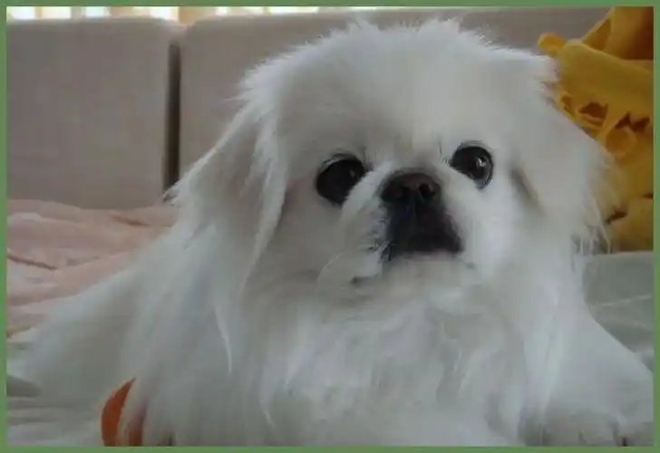 纯种京巴犬多少钱一只