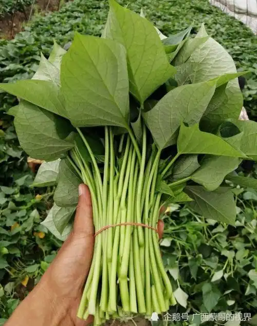 广西人最爱吃的5种青菜可能比肉还受欢迎你家都种有吗