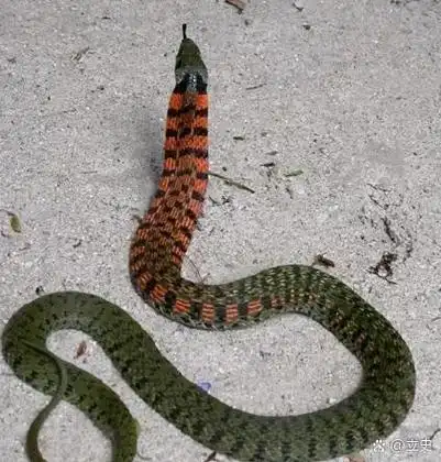 传说中的"鸡冠蛇",能发出母鸡的叫声,会腾空飞行,还会直立上身喷射