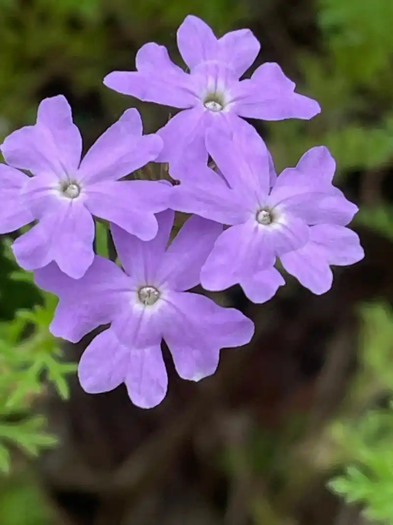 美女樱:美女樱为多年生草本,常作一年生栽培.茎4棱,枝条横展 - 抖音