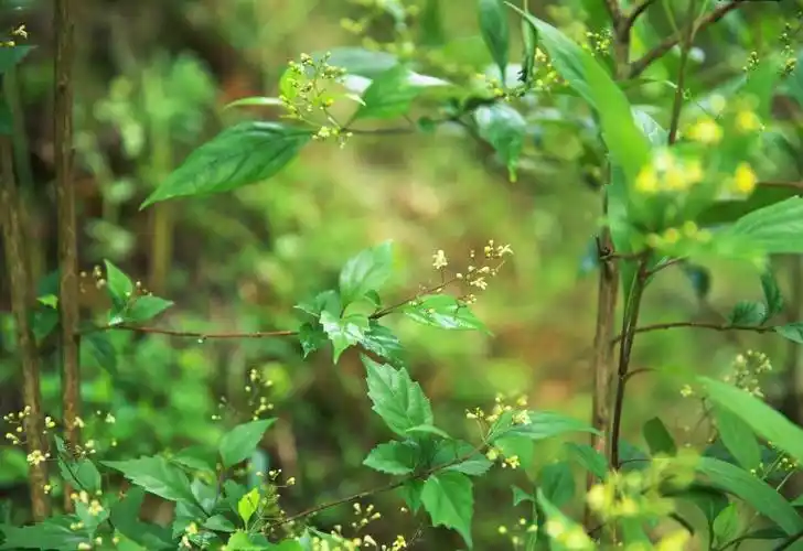在这里,有一种树被当地人称为"神仙树",用其叶子制作出来的豆腐被称为