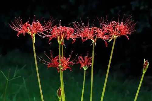 彼岸花,曼殊沙华,曼陀罗之间是什么关系?