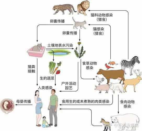 怀孕期间到底能不能养猫咪?