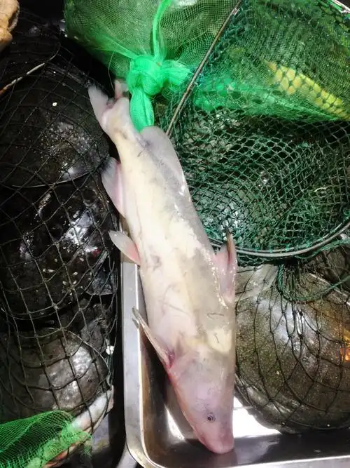 舌尖上的江鲜之红烧鮰鱼