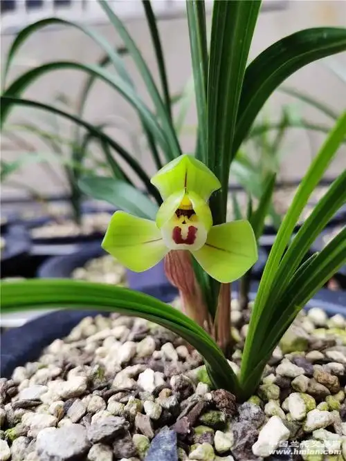 大富贵不是名门但我觉得一点不比名门差