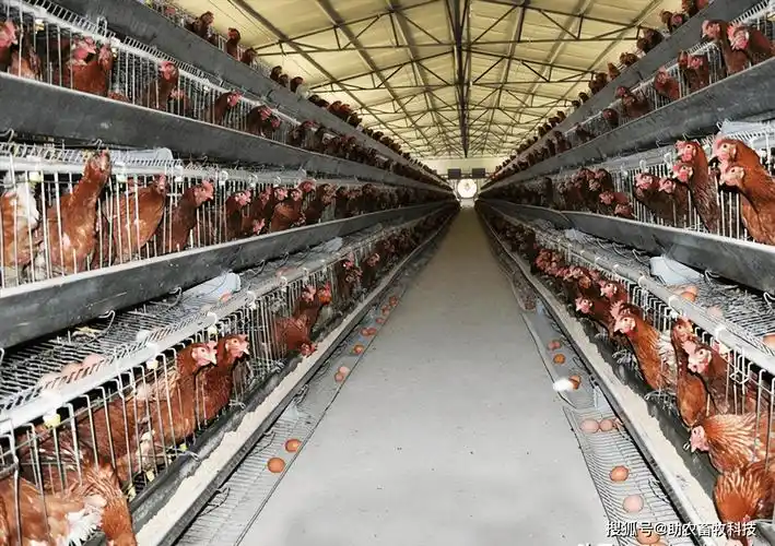 南宁市这个蛋鸡养殖场使用养鸡专用复合益生菌解决了很多常见问题