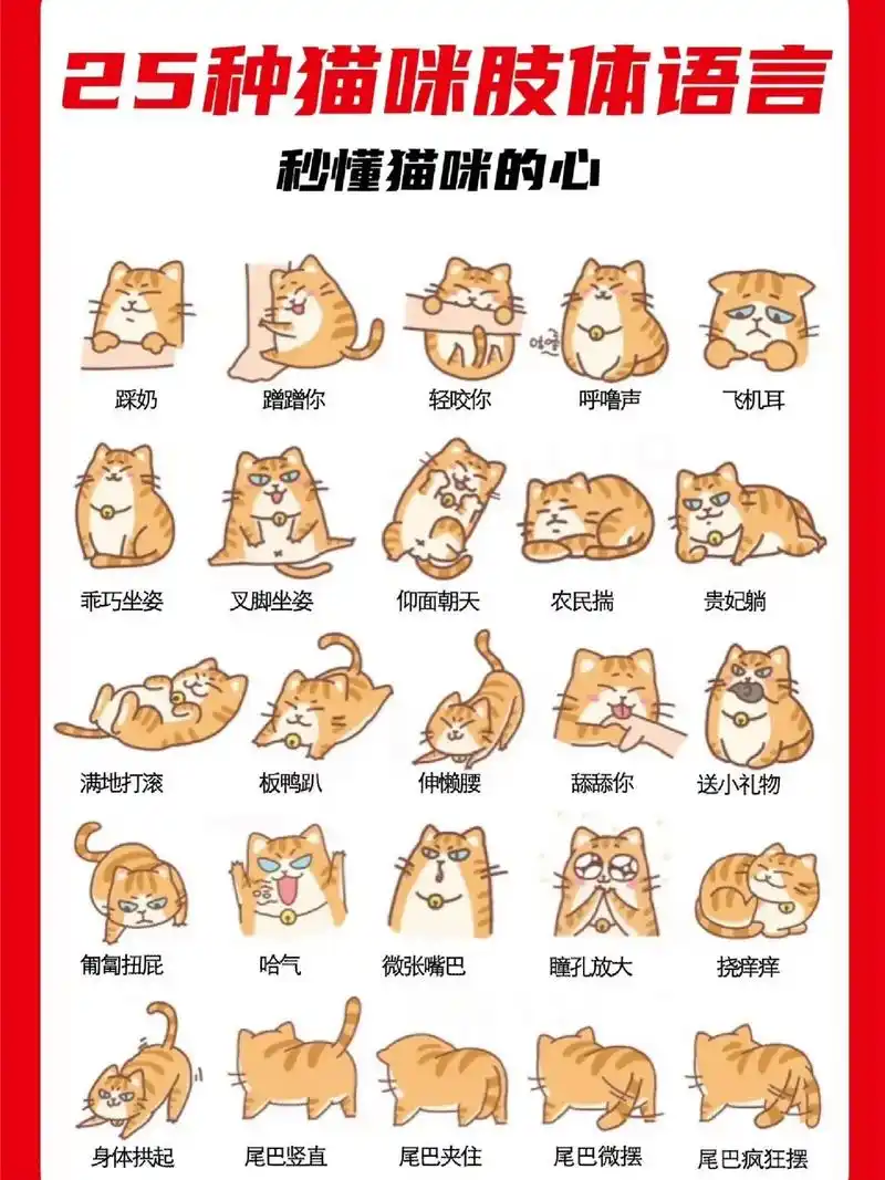 25种猫咪肢体语言全解!新手猫奴必看.