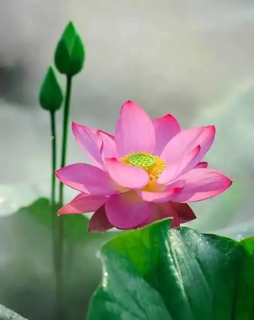 荷花图片大全真实(荷花图片大全大图唯美)