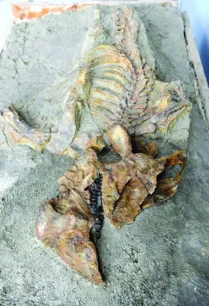 诸城中国角龙我国首个角龙科恐龙化石